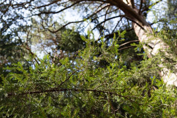 Fototapeta premium Green fresh fir tree needles on branch with background of spring forest and blue sky