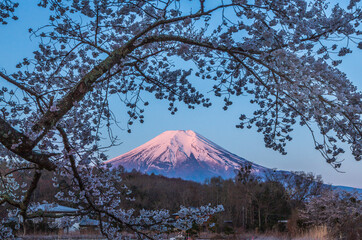忍野から桜満開の梓川と夜明けの富士山