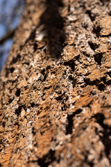 Asian pine tree trunk bark in sun light close up with background of blue sky and branches