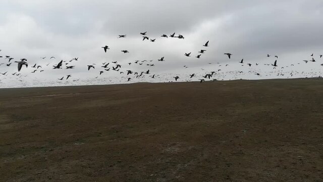 Kalmykia, area of Lake Manych. A flock of migratory red-breasted geese. 