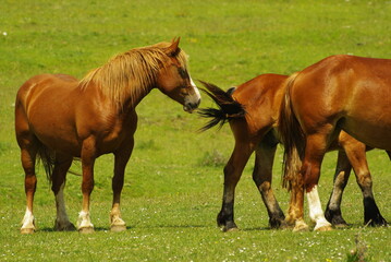 Fototapeta premium Horses in freedom on the Gran Sasso plateau in Abruzzo.