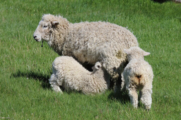 Romneyschaf / Romney sheep / Ovis.