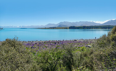 Obraz premium Lake Pukaki in New Zealand