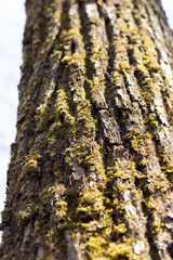 green lichen on tree trunk bark