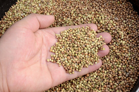brown coriander seed hold on hand over out of focus yellow brown background.