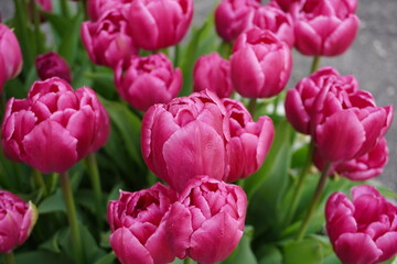 Fototapeta premium チューリップ