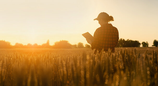 Woman farmer with tablet in a wheat field. Sunset.