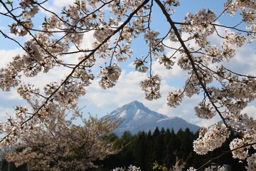 福島県の猪苗代の観音寺川の桜