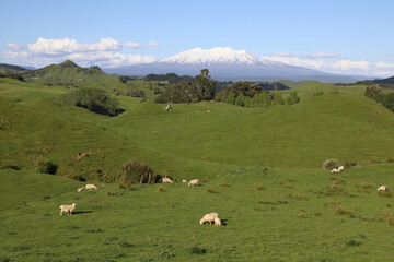 Mount Ruapehu und Mount Ngauruhoe Neuseeland / Mount Ruapehu and Mount Ngauruhoe New Zealand © Ludwig
