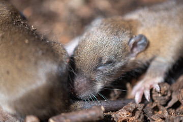 Maus Frischlinge Jungmaus 