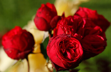 Fototapeta na wymiar Red roses in the garden