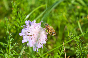 The honey bee Apis mellifera collects pollen for honey from the flower. Bee close-up