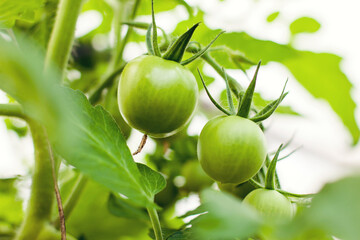 Green Tomatoes On A Branch in a Greenhouse. Horticulture, Vegetables Home Gardening