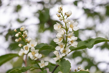 Gentle white flowers of the bird cherry  at springtime