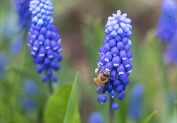 Beautiful blue muskari with a pollen-collecting bee