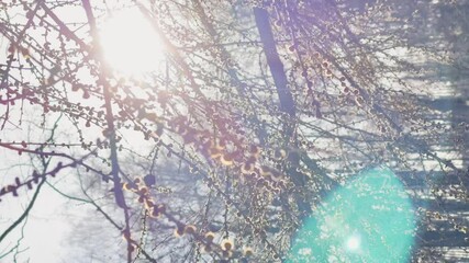 Branches of a willow start blossoming in park in the sunny weather, the first days of spring, branches wave on a wind, sun patches of light in a lens, vertical footage - Powered by Adobe