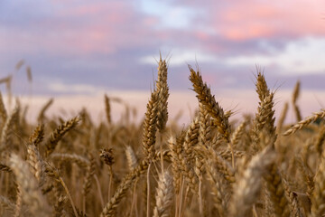wheat in the field in autumn