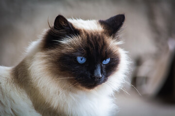 Beautiful siamese colored himalayan male cat 