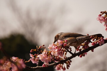 鳥とさくら
