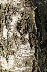 Background, texture, design. Birch bark close up