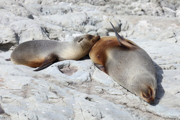 Fototapeta premium Neuseeländischer Seebär / New Zealand fur seal / Arctocephalus forsteri.