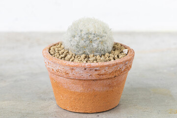 Cactus in terracotta pot on the cement table background.