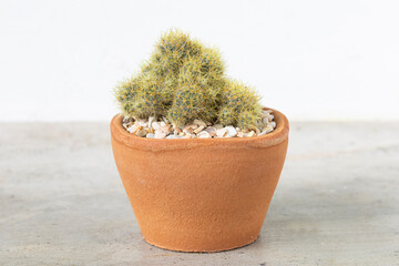 Cactus in terracotta pot on the cement table background.