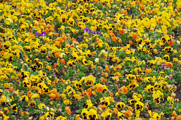 Obraz premium Closeup of colorful pansy flower