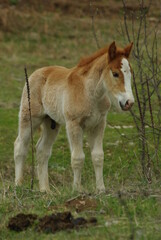 Naklejka na ściany i meble Foal in freedom on the pastures of Gran Sasso, Abruzzo, Italy