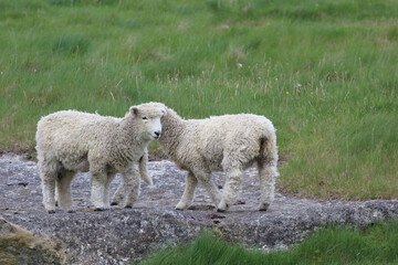 Romneyschaf / Romney sheep / Ovis.