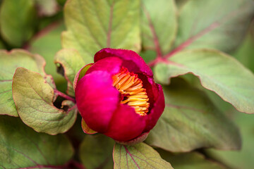 Beautiful blooming Turkey peonies or “wild roses” in a natural environment  in the mountains at an altitude of 1100-1400 meters close to the village Hisarcandır, was the symbol of EXPO-2016 in Antalya