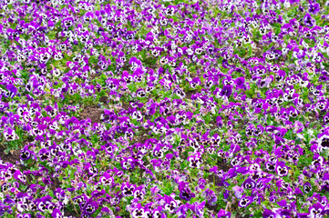 Obraz premium Closeup of colorful pansy flower