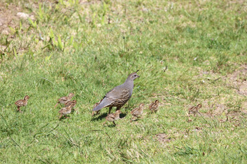 Schopfwachtel / California quail or California valley quail / Callipepla californica.