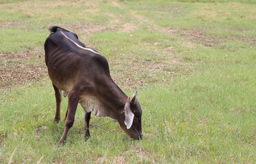 cow grazing in the field