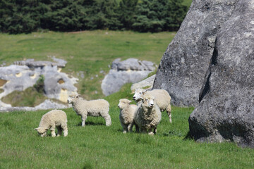 Romneyschaf / Romney sheep / Ovis