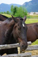 Obraz premium Brown horse on a ranch in summer in Grand Teton National Park in Wyoming, United States