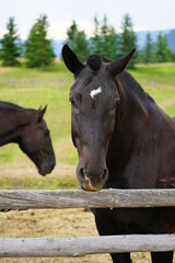 Brown horse on a ranch in summer in Grand Teton National Park in Wyoming, United States