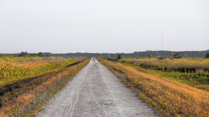 morning and cloudy sky with dirt road on a levee in the swamp.