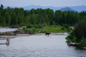 Obraz na płótnie Canvas View of a wild female moose cow and her two calves on the Snake River in Grand Teton National Park in Wyoming, United States