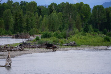 View of a wild female moose cow and her two calves on the Snake River in Grand Teton National Park in Wyoming, United States