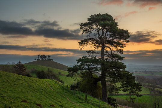 Beautiful vibrant sunrise landscape image of Colmer's Hill in Dorset on a Spring morning