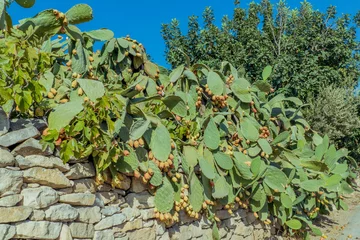 Fotobehang Wild prickly pear cactus in Cyprus © MaloLee