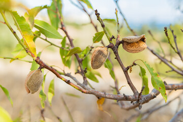 Closeup of Mediterranean basin agricultural produce
