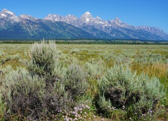 View of green sagebrush shrub (artemisia tridentate) in Grand Teton National Park in Jackson,...