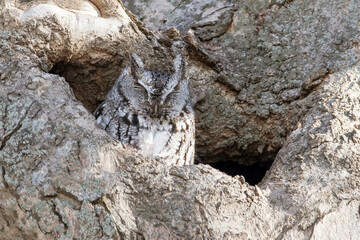 Screech Owl 1