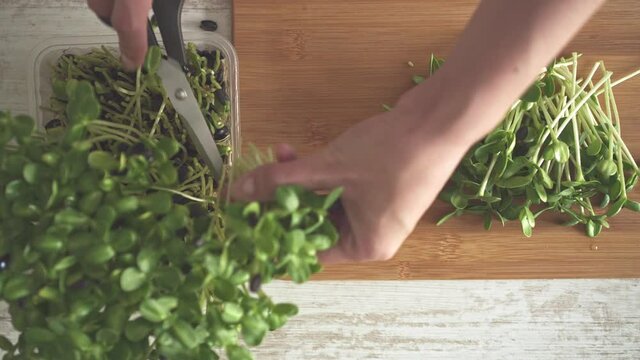 Girl cuts green sprouts of fresh microgreen sunflower for cooking organic food