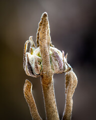 Dry flower on dark background - selective focus