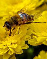 Macro photo of insect on yellow flower - selective focus