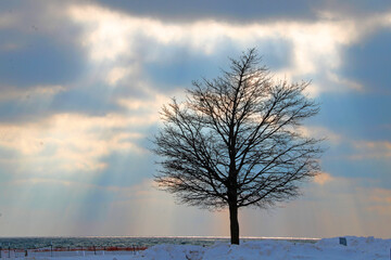 Fototapeta na wymiar tree in the snow