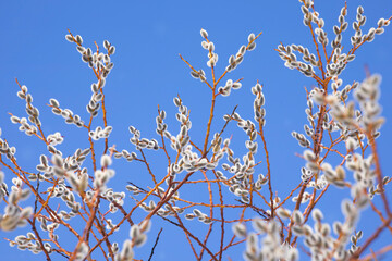 Pussy Willow Buds With Blue Sky.